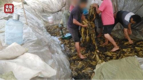 맨발로 절임 식품 만드는 과정 폭로한 CCTV 영상 [CCTV 캡처]